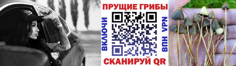 Купить  Макарьев  Псилоцибиновые грибы Psilocybine cubensis 